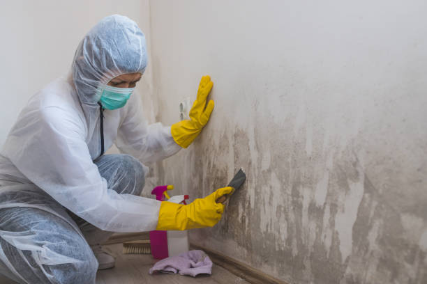 Why You Should Choose Our Mold Remediation Services in Itasca, IL